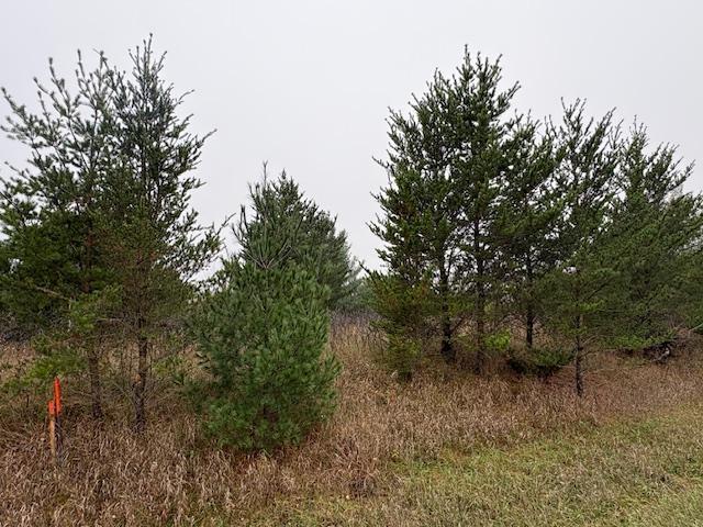 Land 7165089